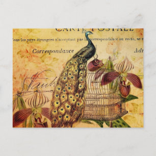 Botanische Orchidee, moderne Vintage Pfaue Postkarte