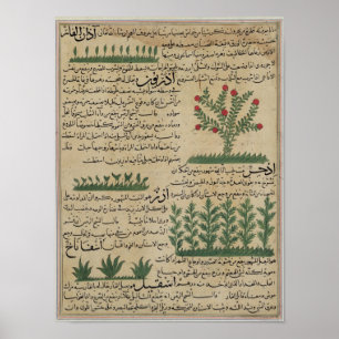 Botanische Pflanze, Abbildung aus "The Poster