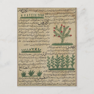 Botanische Pflanze, Abbildung aus "The Postkarte