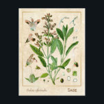 Botanische Pflanze der Vintagen Heilkräuter Postkarte<br><div class="desc">Mit Charmed Life's Vintagen Kräuterpostkarten mit deutschen Lithographien medizinischer Pflanze und Kräutern aus Franz Eugen Köhlers "Medizinal-" oder "Medizinal-Pflanze" von 1887 können Sie den Charme von gestern erfassen. Salvia officinalis (Salbei, auch Gartenschluge, Salbei oder kulinarischer Salbei genannt) ist ein immerwährender, immergrüner Subschub mit holzigen Stielen, grauen Blätter und blauen bis...</div>