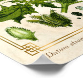 Botanische Pflanze des Vintagen Teufels Poster (Ecke)