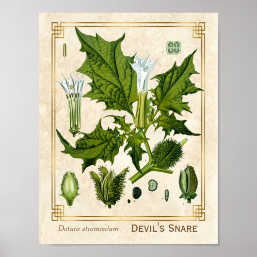 Botanische Pflanze des Vintagen Teufels Poster (Vorne)