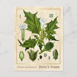 Botanische Pflanze des Vintagen Teufels Postkarte