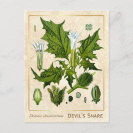 Botanische Pflanze des Vintagen Teufels Postkarte