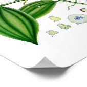 Botanische Pflanze unter: Vanilla Poster (Ecke)