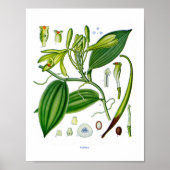 Botanische Pflanze unter: Vanilla Poster (Vorne)
