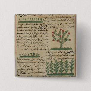 Botanische Pflanzen, Illustration von ' Button