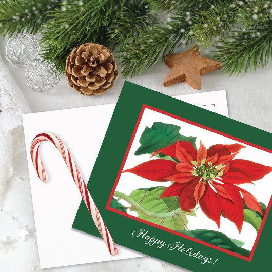 Botanische Poinsettia-Blume Feiertagspostkarte