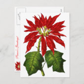 Botanische Poinsettia Postkarte (Vorne/Hinten)