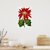 Botanische Poinsettia Print Poster (Küche)
