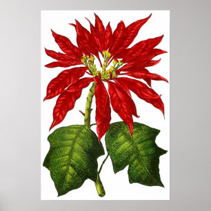 Botanische Poinsettia Print Poster
