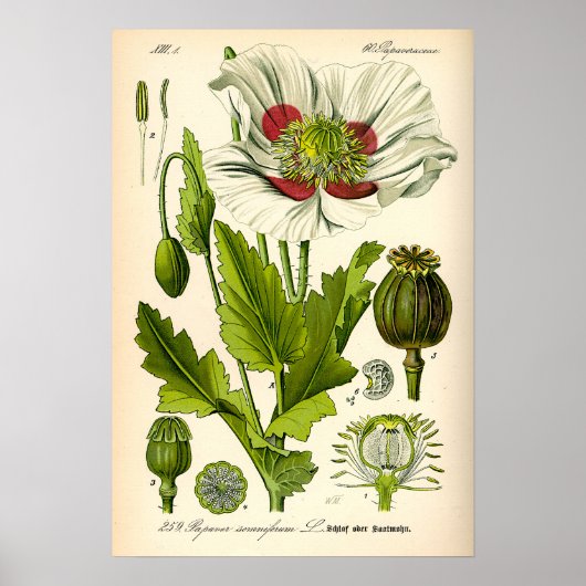 Botanische Poppy-Illustration Poster (Vorne)