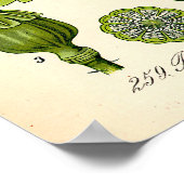 Botanische Poppy-Illustration Poster (Ecke)