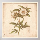 Botanische Poster-Cistus, Rock-Rose Poster (Vorne)