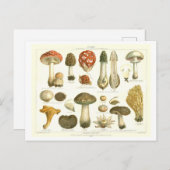Botanische Postkarte für Vintages Pilz (Vorne/Hinten)