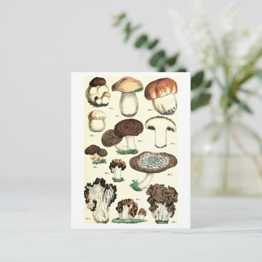 Botanische Postkarte für Vintages Pilz (Stehend Vorderseite)