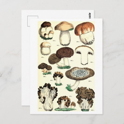 Botanische Postkarte für Vintages Pilz (Vorne/Hinten)