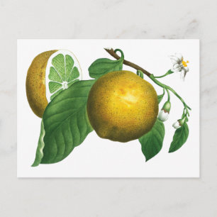 BOTANISCHE POSTKARTE MIT ZITRONENZWEIG IM VINTAGE-