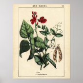 Botanische Print - Pea & Scarlet Runner Bean Poster (Vorne)