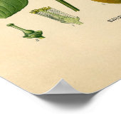 Botanische Print - Sweet Orange Poster (Ecke)