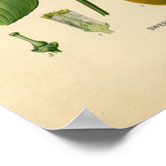 Botanische Print - Sweet Orange Poster (Ecke)