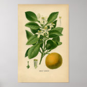 Botanische Print - Sweet Orange Poster (Vorne)