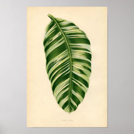 Botanische Printwerbung - Banane (musa vittata) Poster (Vorne)