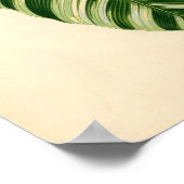 Botanische Printwerbung - Banane (musa vittata) Poster (Ecke)