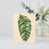 Botanische Printwerbung - Banane (musa vittata) Postkarte (Stehend Vorderseite)