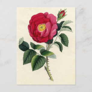 Botanische Printwerbung - Französische Rose (Rosa  Postkarte