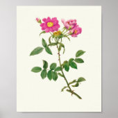 Botanische Printwerbung für antikes Wasser Poster (Vorne)