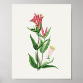 Botanische Printwerbung für antikes Wasser Poster (Vorne)