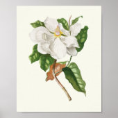 Botanische Printwerbung für antikes Wasser Poster (Vorne)