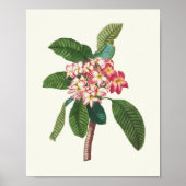 Botanische Printwerbung für antikes Wasser Poster (Vorne)