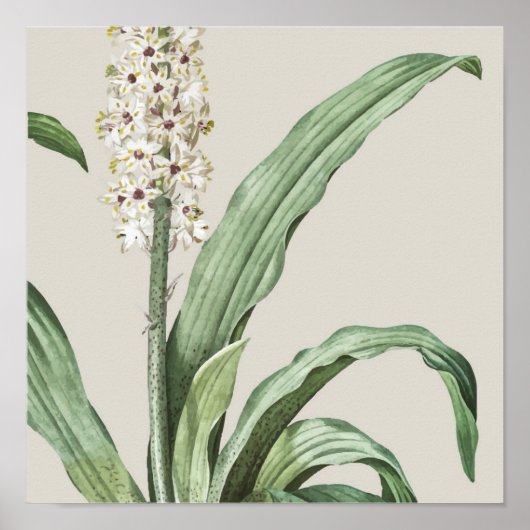 Botanische Printwerbung für antikes Wasser Poster (Vorne)