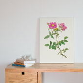 Botanische Printwerbung für antikes Wasser Poster