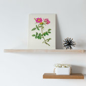 Botanische Printwerbung für antikes Wasser Poster