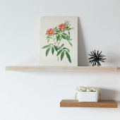 Botanische Printwerbung für antikes Wasser Poster