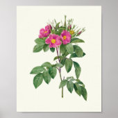 Botanische Printwerbung für antikes Wasser Poster (Vorne)