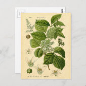 Botanische Printwerbung - Giftgifte (Toxicodendron Postkarte (Vorne/Hinten)