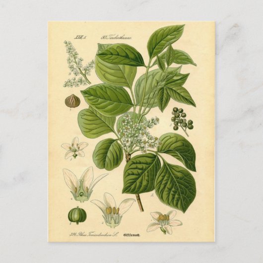 Botanische Printwerbung - Giftgifte (Toxicodendron Postkarte (Vorderseite)