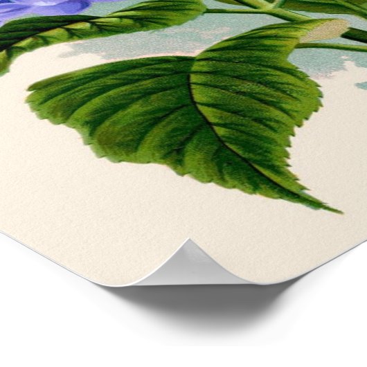 Botanische Printwerbung - Hydrangea Poster (Ecke)