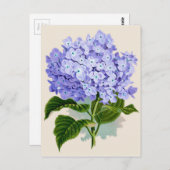 Botanische Printwerbung - Hydrangea Postkarte (Vorne/Hinten)