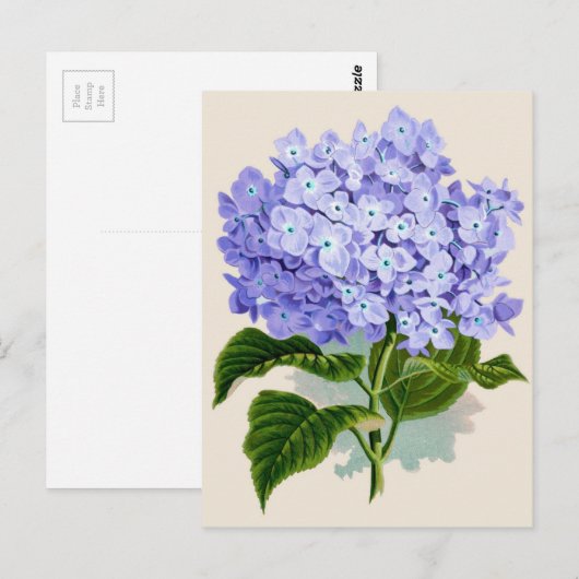 Botanische Printwerbung - Hydrangea Postkarte (Vorne/Hinten)