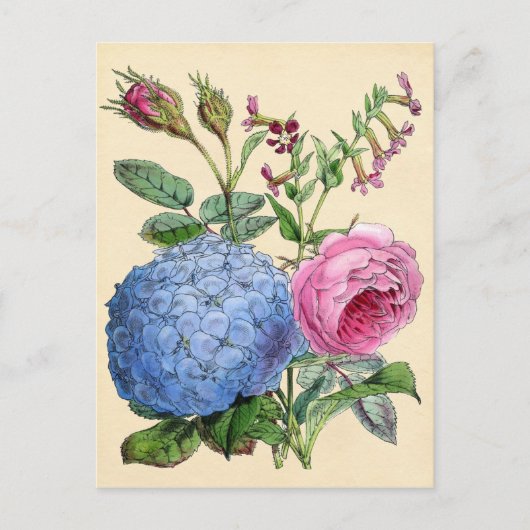 Botanische Printwerbung - Hydrangea & Rose Postkarte (Vorderseite)