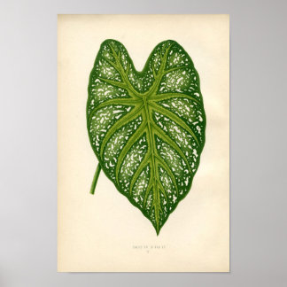Botanische Printwerbung - Kaladium Leaf Poster