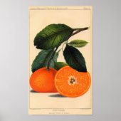 Botanische Printwerbung - Satsuma Poster (Vorne)