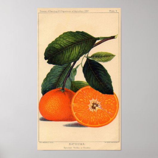 Botanische Printwerbung - Satsuma Poster (Vorne)