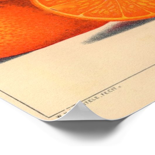 Botanische Printwerbung - Satsuma Poster (Ecke)