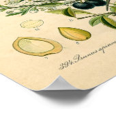 Botanische Printwerbung - Sloe (Prunus spinosa) Poster (Ecke)